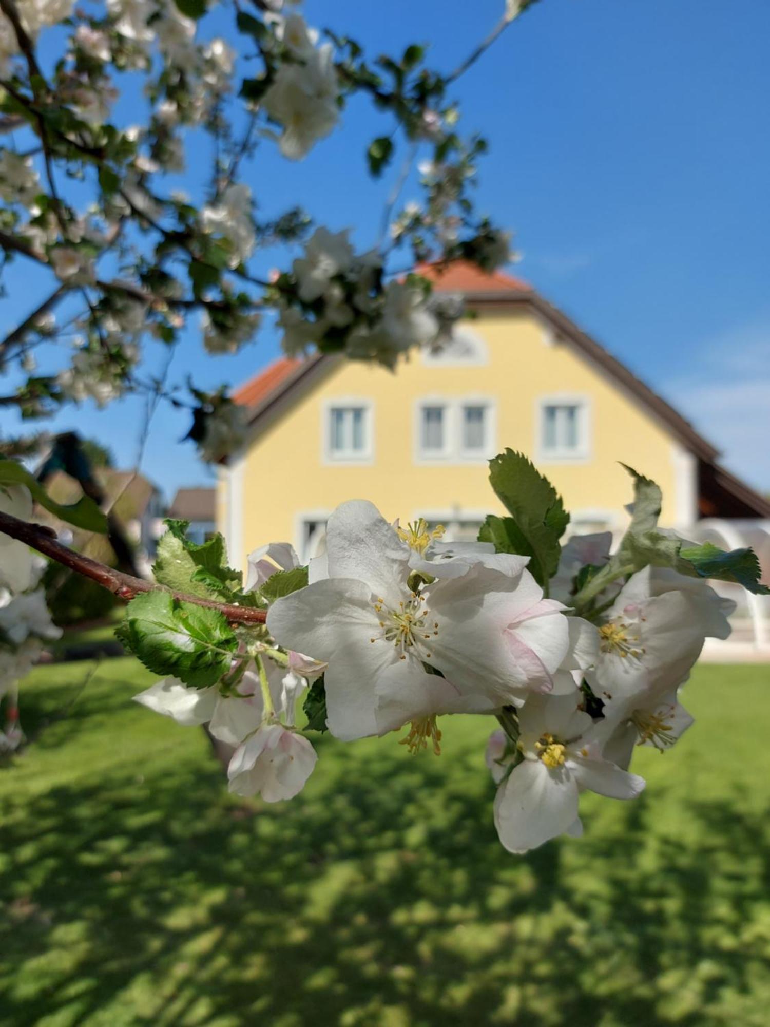 Gaestehaus Familie Trachsler Hotel Rohrendorf bei Krems Exterior foto